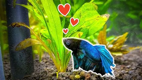 17 Best Live Plants For Betta Fish (Easy To Care For).